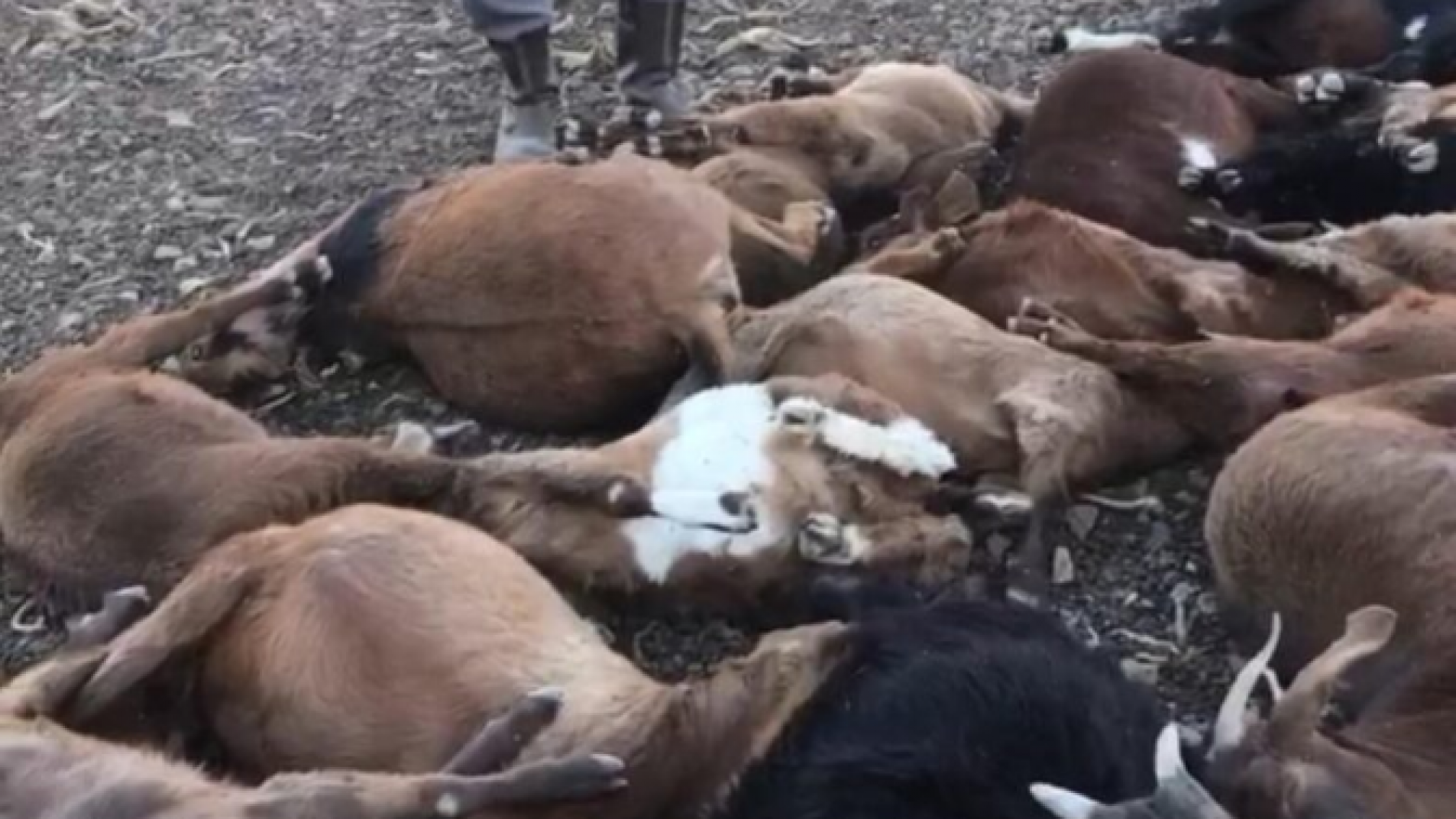 Puestero denunció la muerte de 40 chivos tras un operativo de vacunación