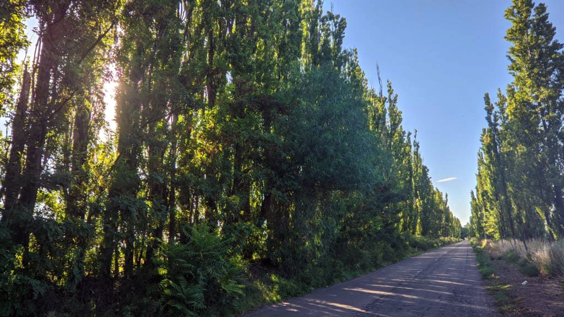 Potencial peligro: árboles ahuecados y secos a la vera de la Ruta 169