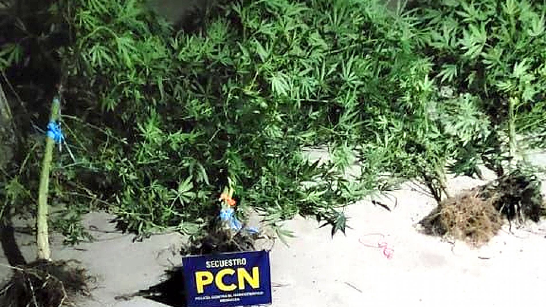 Un detenido y el secuestro de cocaína y marihuana en calle Sargento Cabral