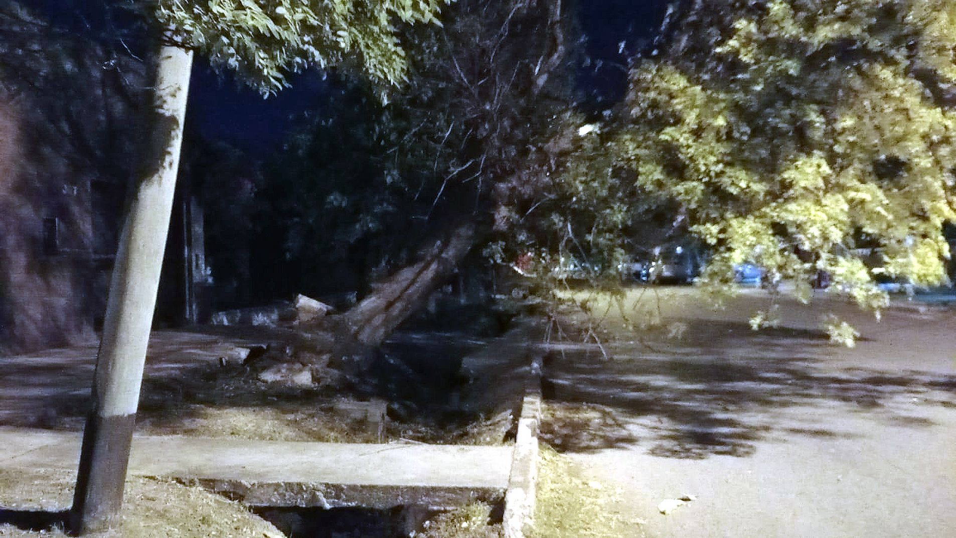 Fotos y video: Muchos árboles derribados por el viento de la noche