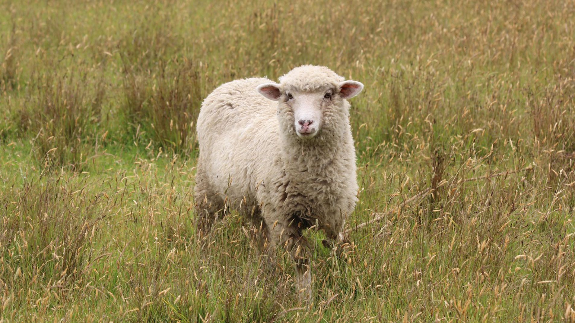 Atacaron a palazos un cordero para robárselo de una finca