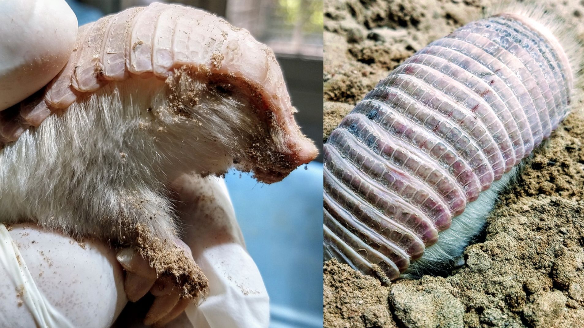 Un pichiciego volvió a su hábitat natural gracias a la colaboración ciudadana