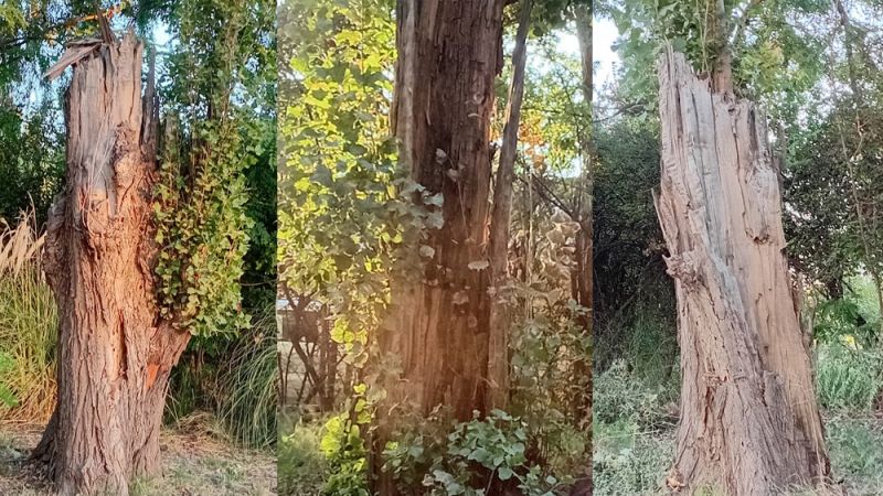 "Ya no hay excusas, el Municipio tiene que gestionar el arbolado público"