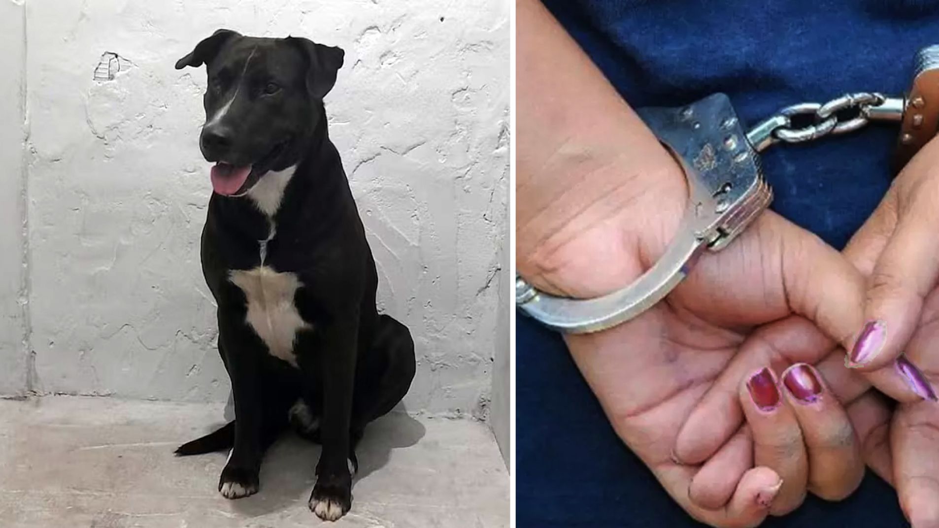 Detuvieron a una mujer por tener sexo con un perro en la vía pública