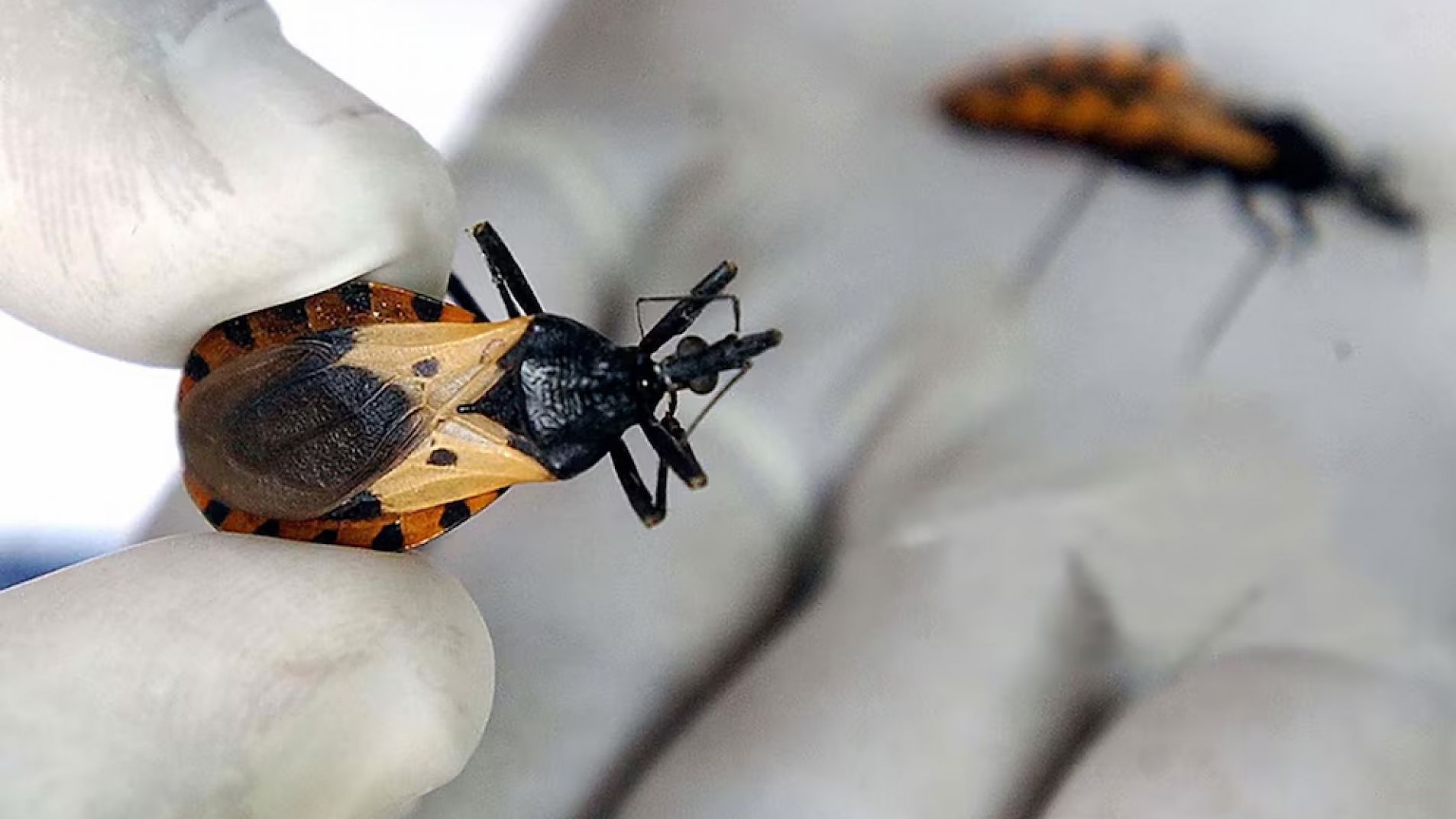 Día Mundial del Chagas: cómo detectar a tiempo esta enfermedad