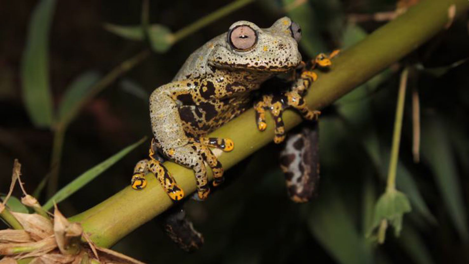 El cambio climático podría llevar al colapso a un 7,5 % de los anfibios del mundo