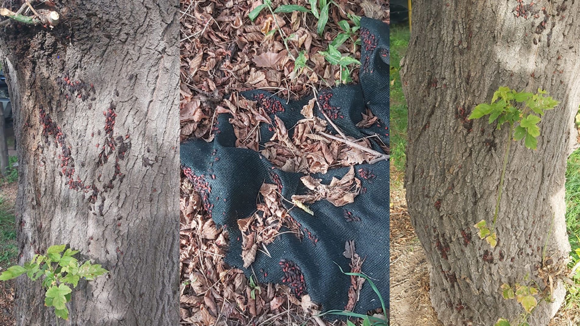 En distintos lugares de San Rafael aparecieron colonias de Chinches del Arce.