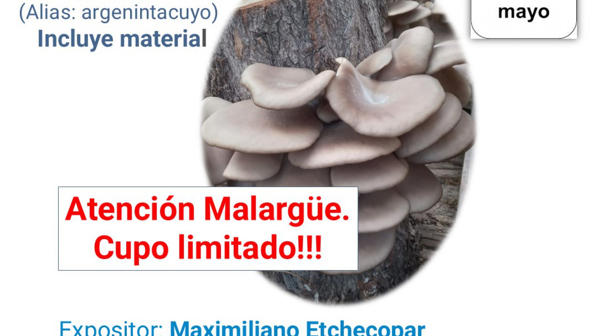 Se viene el Taller de Cultivo de Gírgolas en troncos de álamos