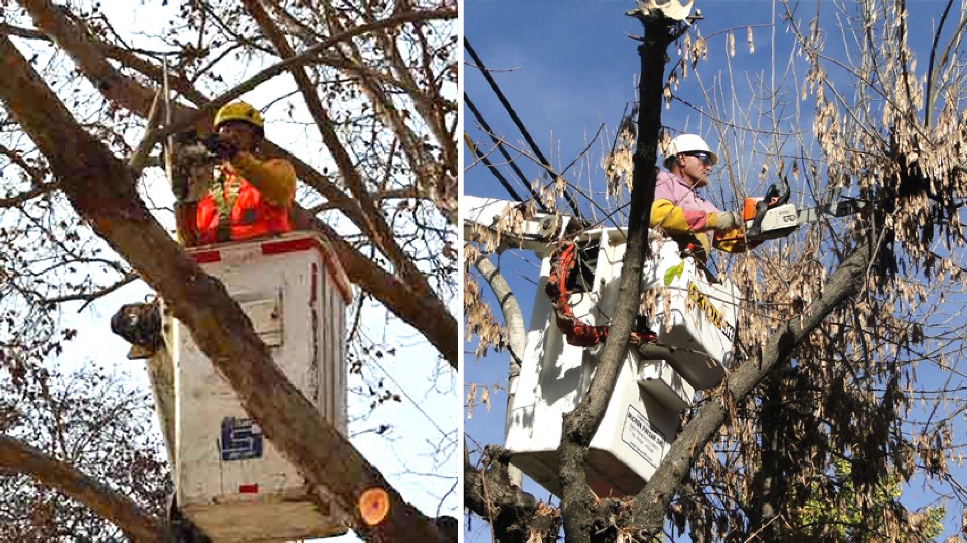 Poda: solo están autorizados municipios, Vialidad, Irrigación y empresas eléctricas