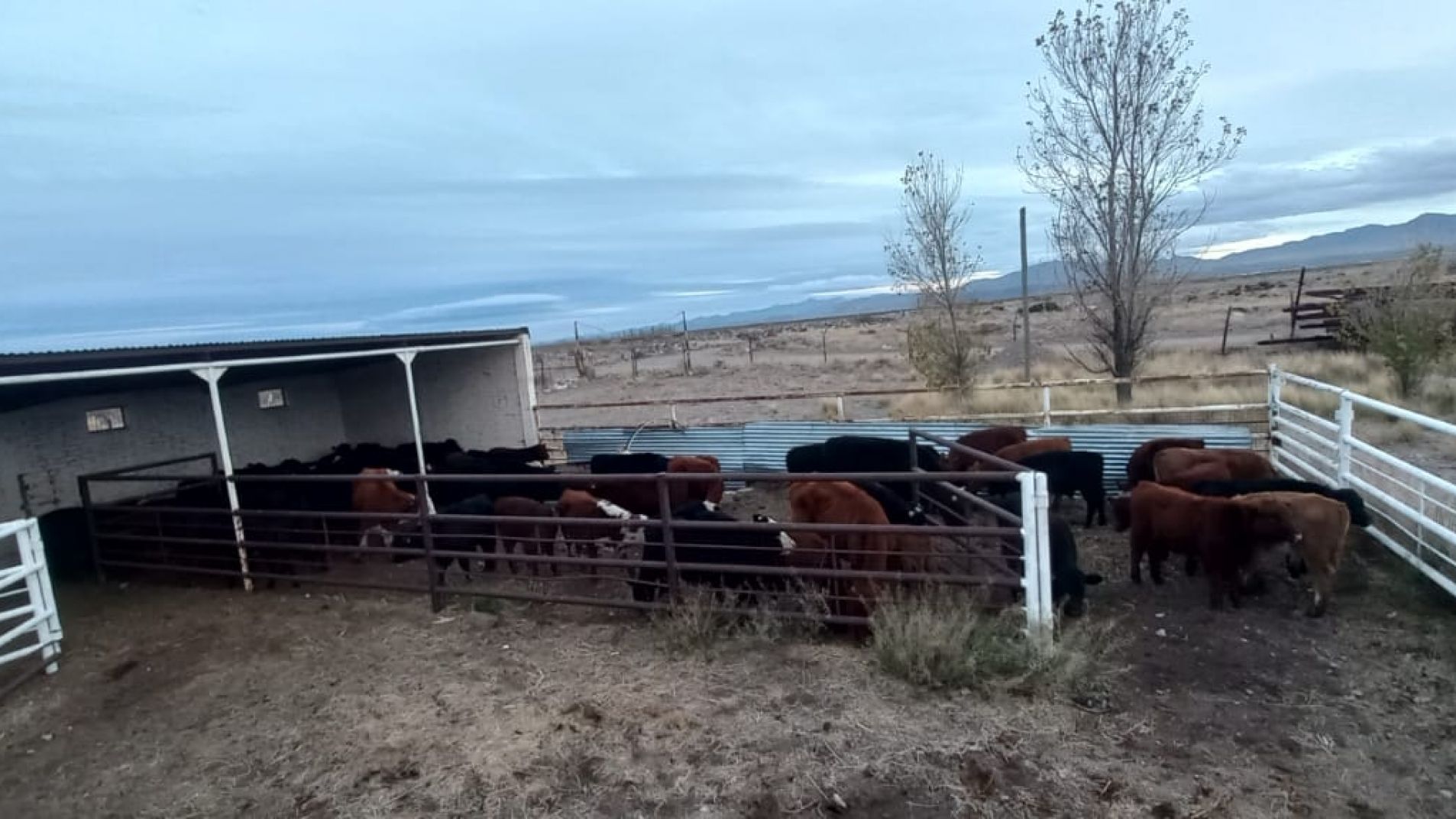 Secuestros y un detenido por transporte clandestino de ganado