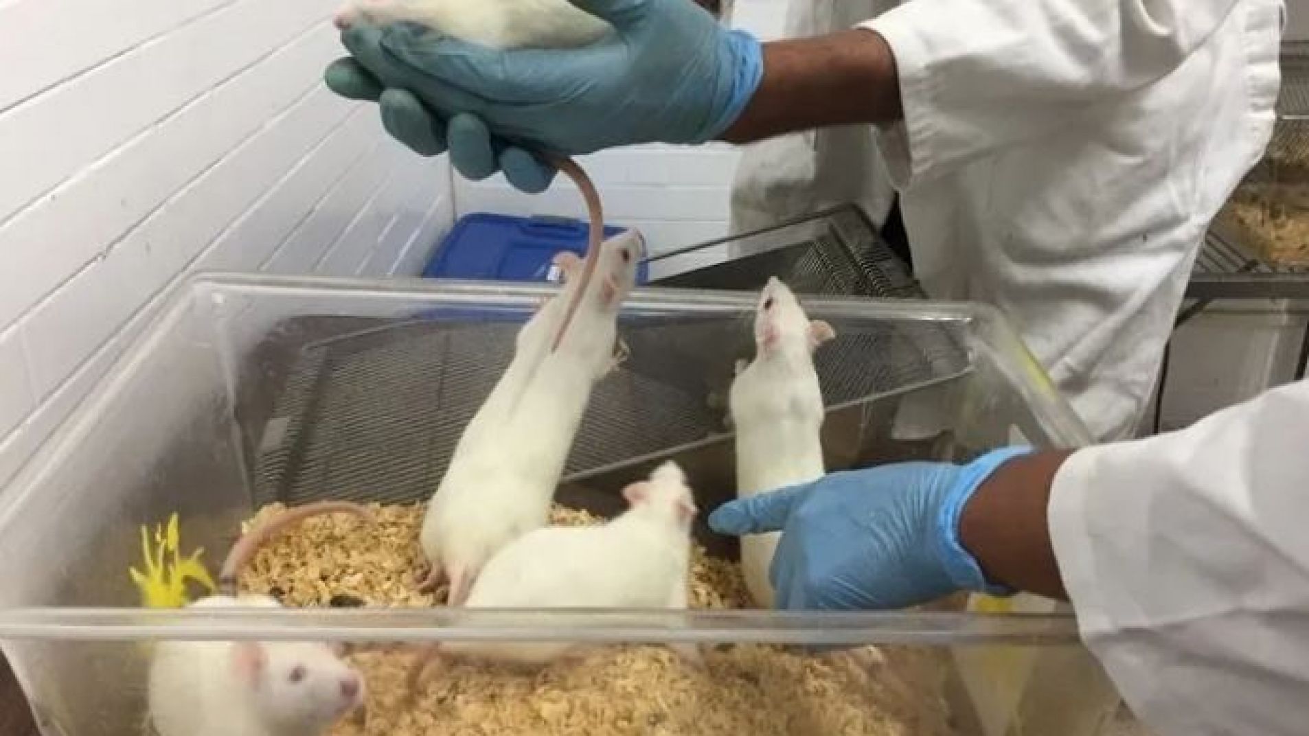 No es veterinaria: la carrera que es furor entre los amantes de los animales