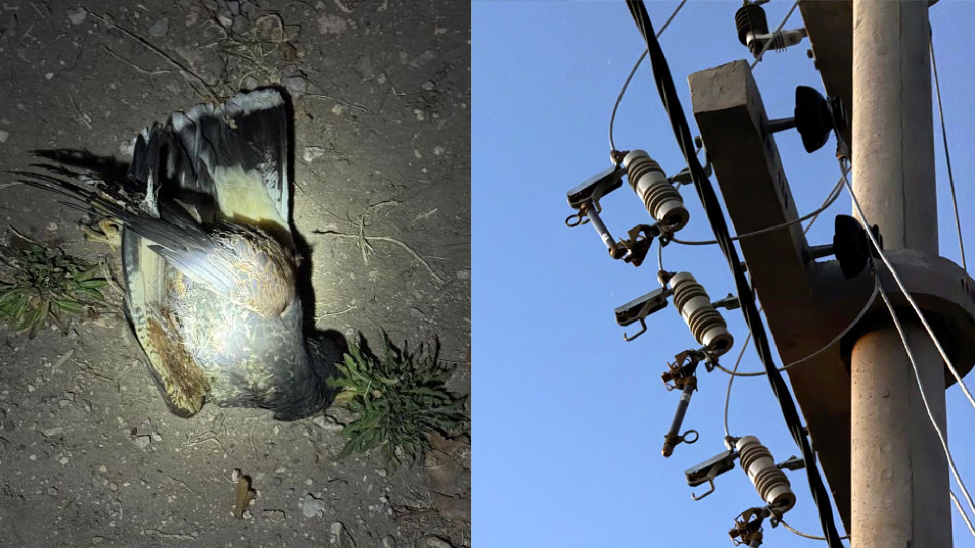 Un aguilucho chocó con una línea de tensión y dejó sin luz a parte de Las Paredes