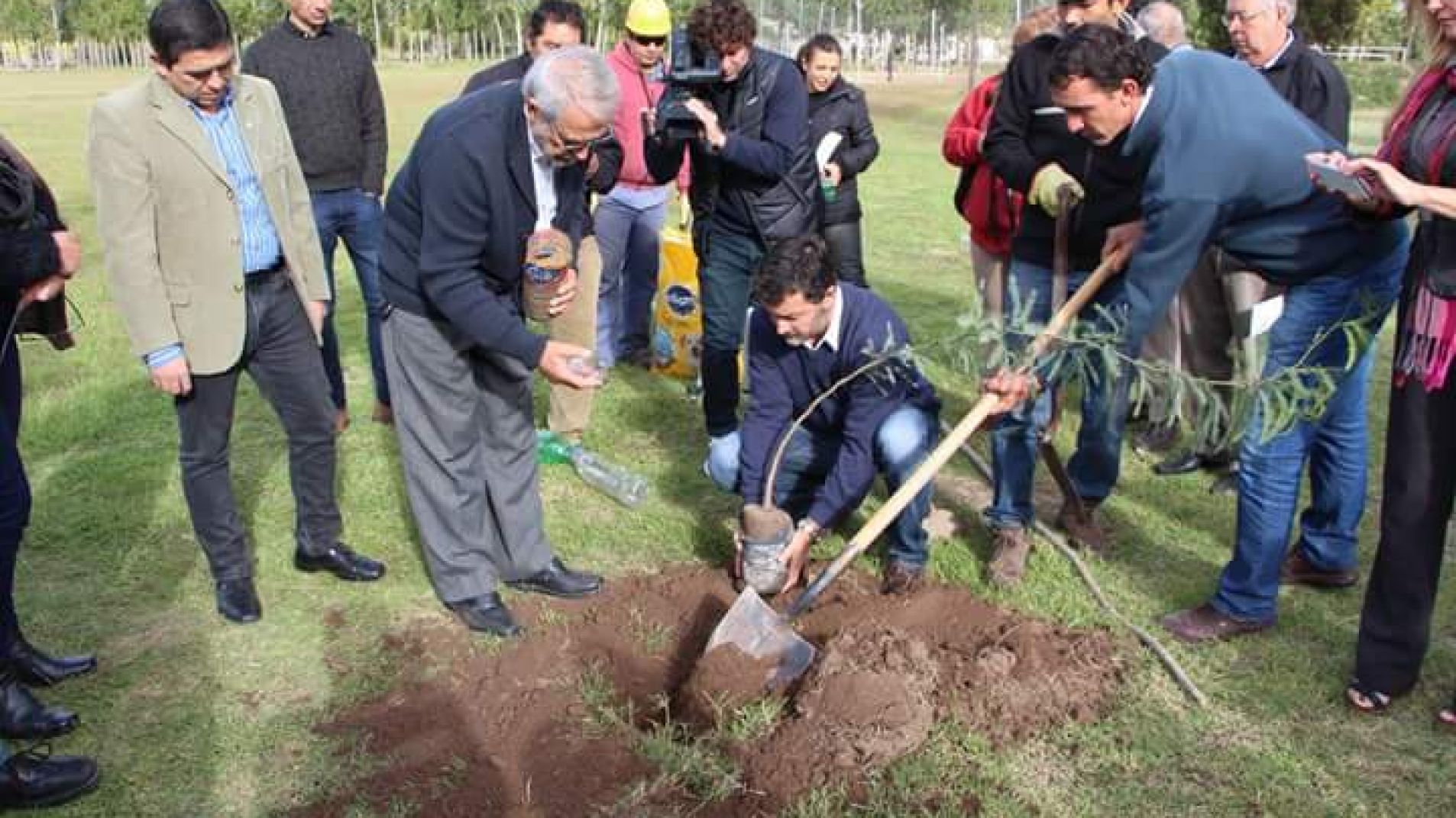 Abrieron inscripción para retirar árboles y cortinas forestales