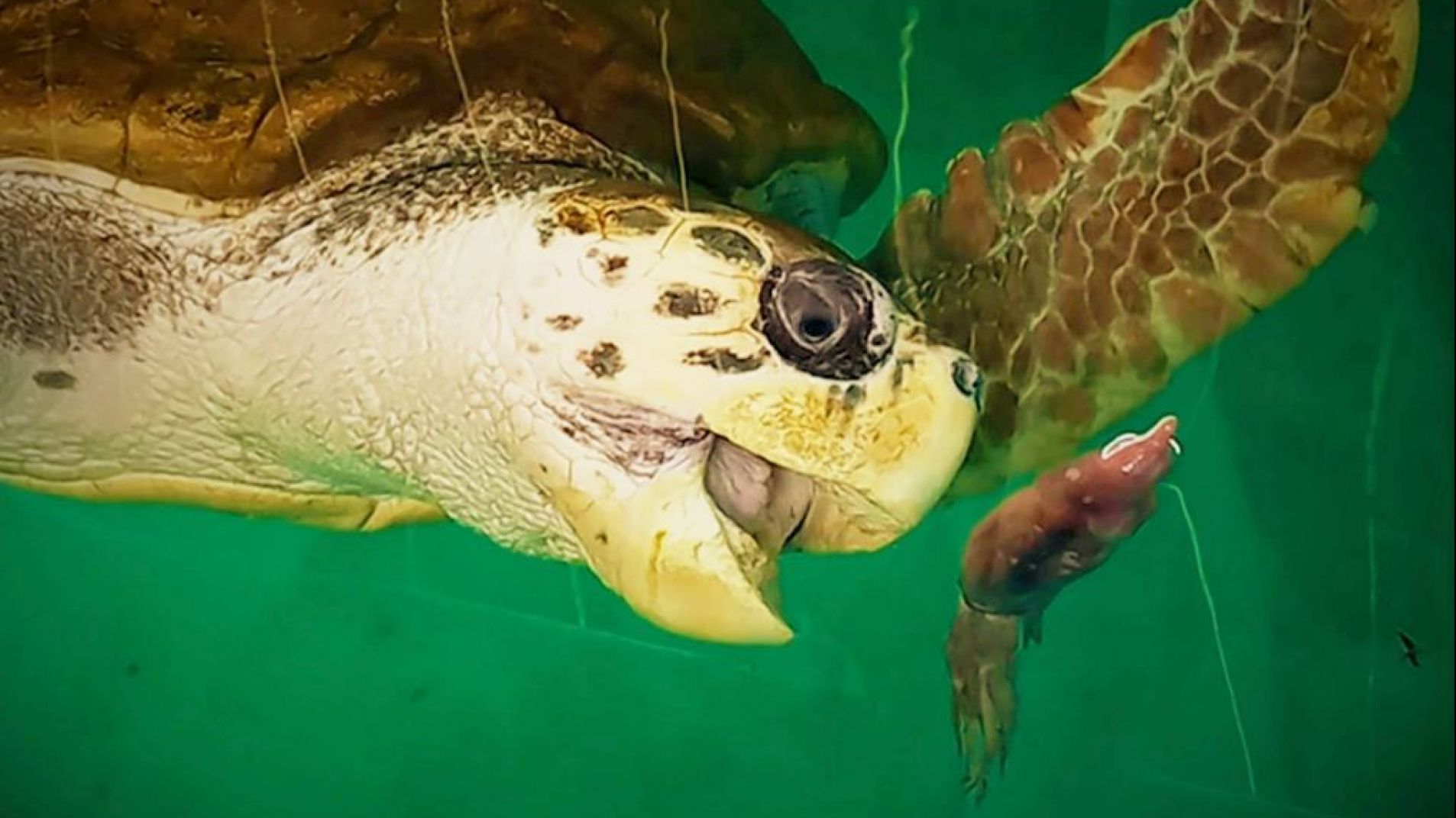 Jorge, el tortugo mendocino, ya es una estrella de National Geographic