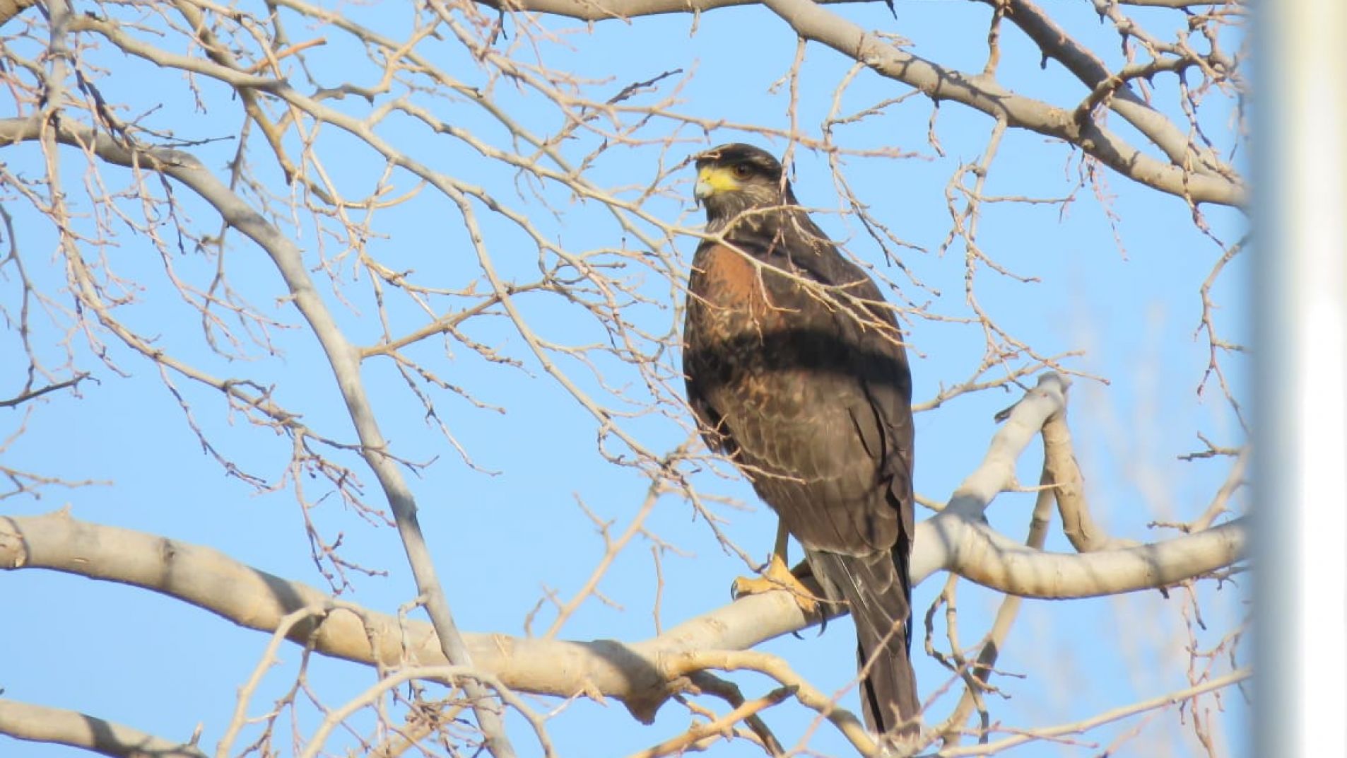 Gavilanes en zonas urbanas: su importancia y cómo actuar ante su presencia