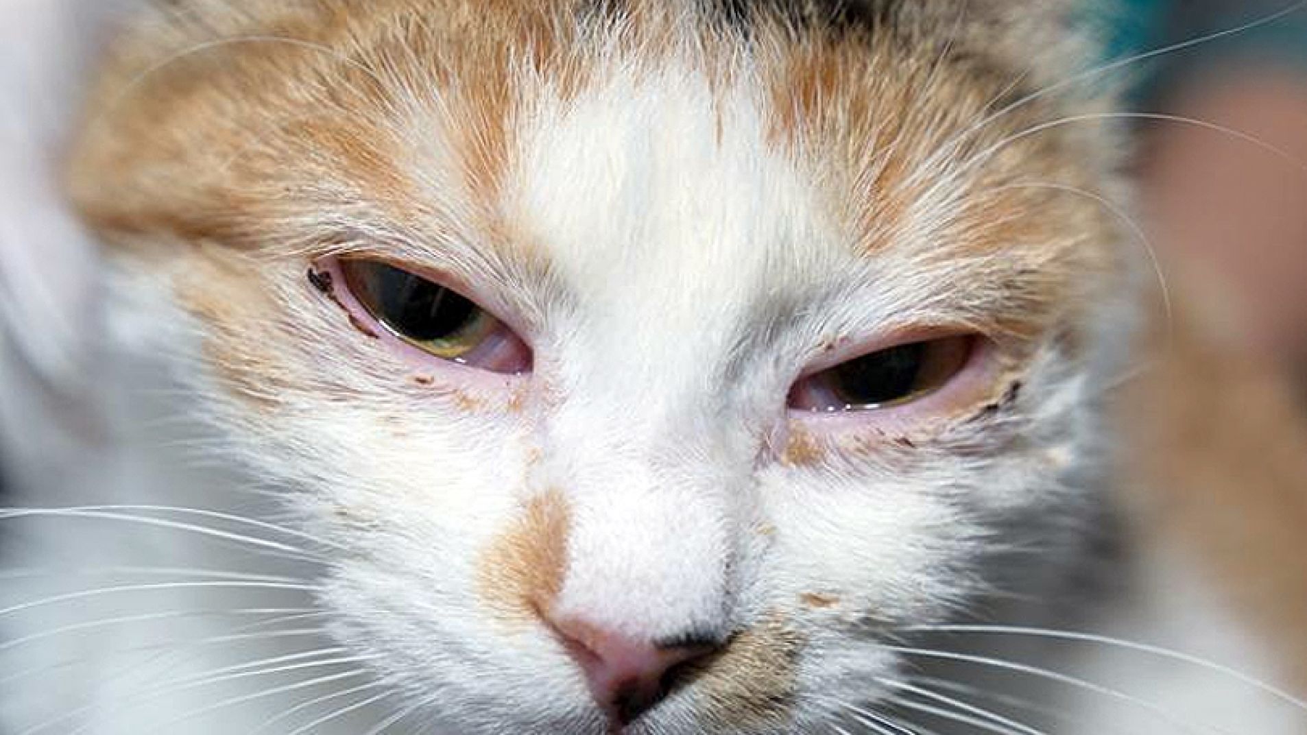 El decaimiento es el principal síntoma en los gatos (foto ilustrativa).