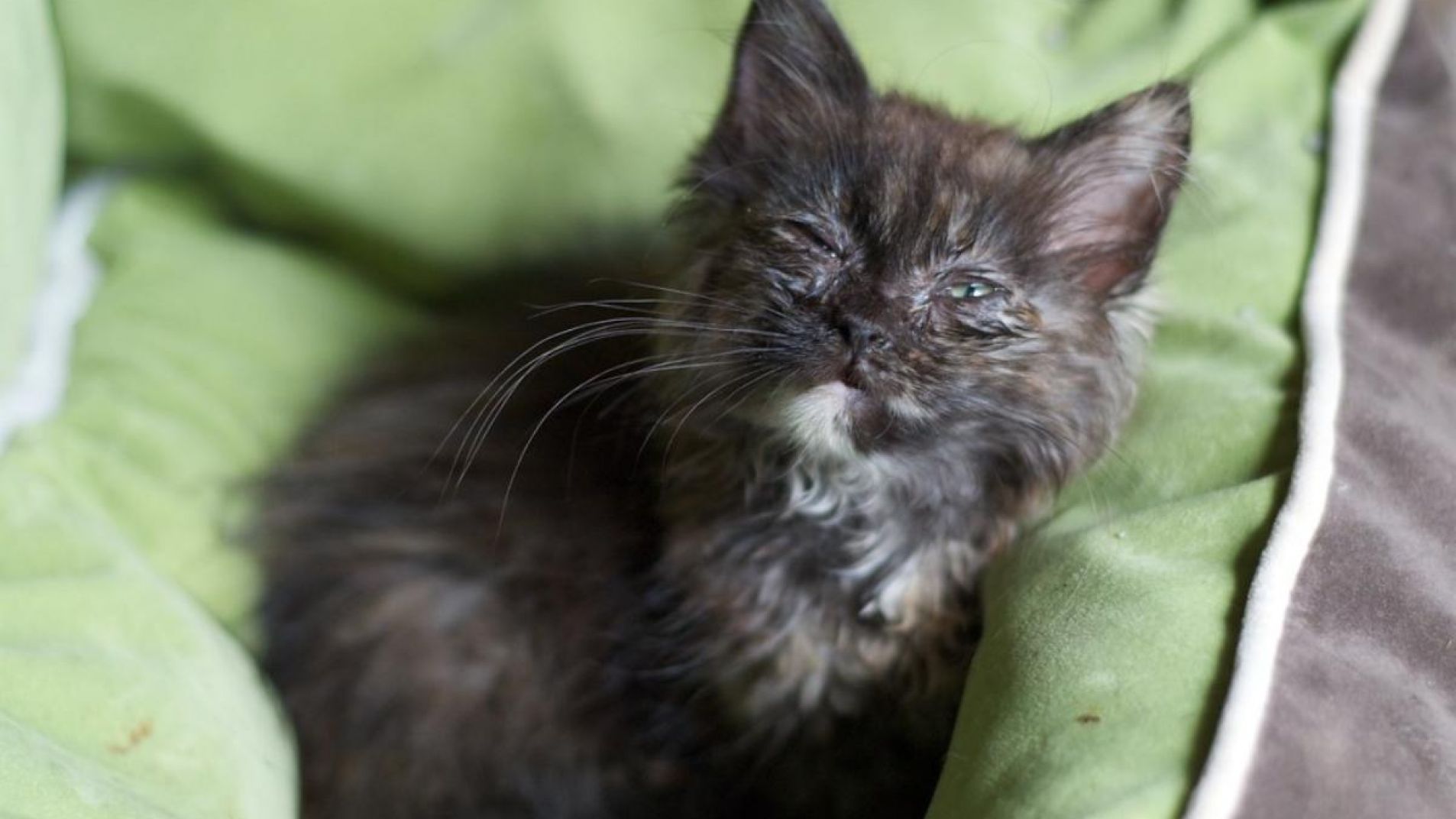 El resfriado en gatos es una enfermedad común.