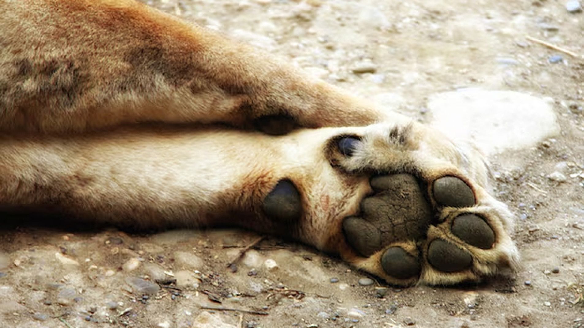 Le abrió el vientre a su perra preñada con una hoja de afeitar y la mató
