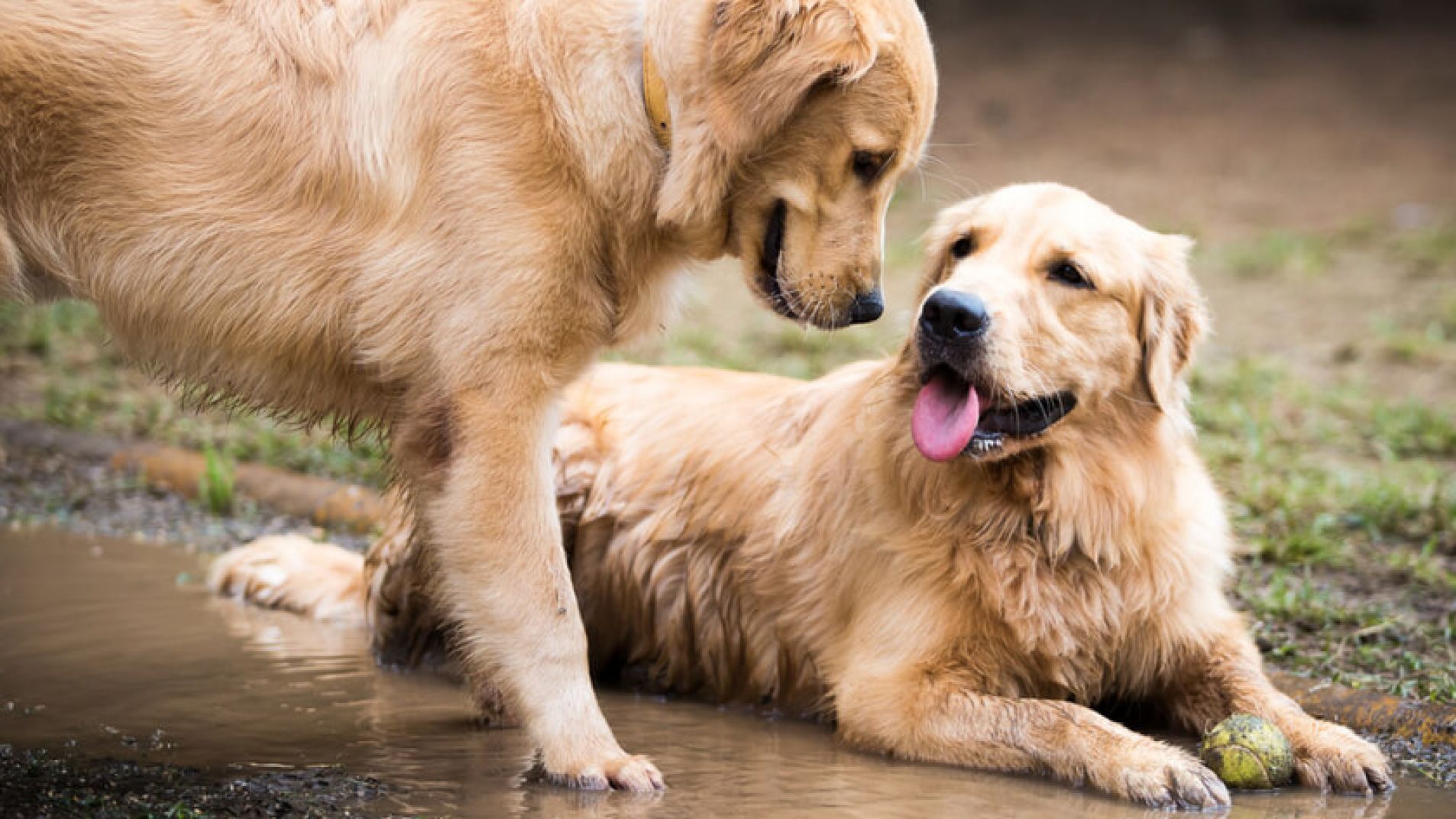 El doc veterinario explica qué hacer y qué no con las mascotas en celo