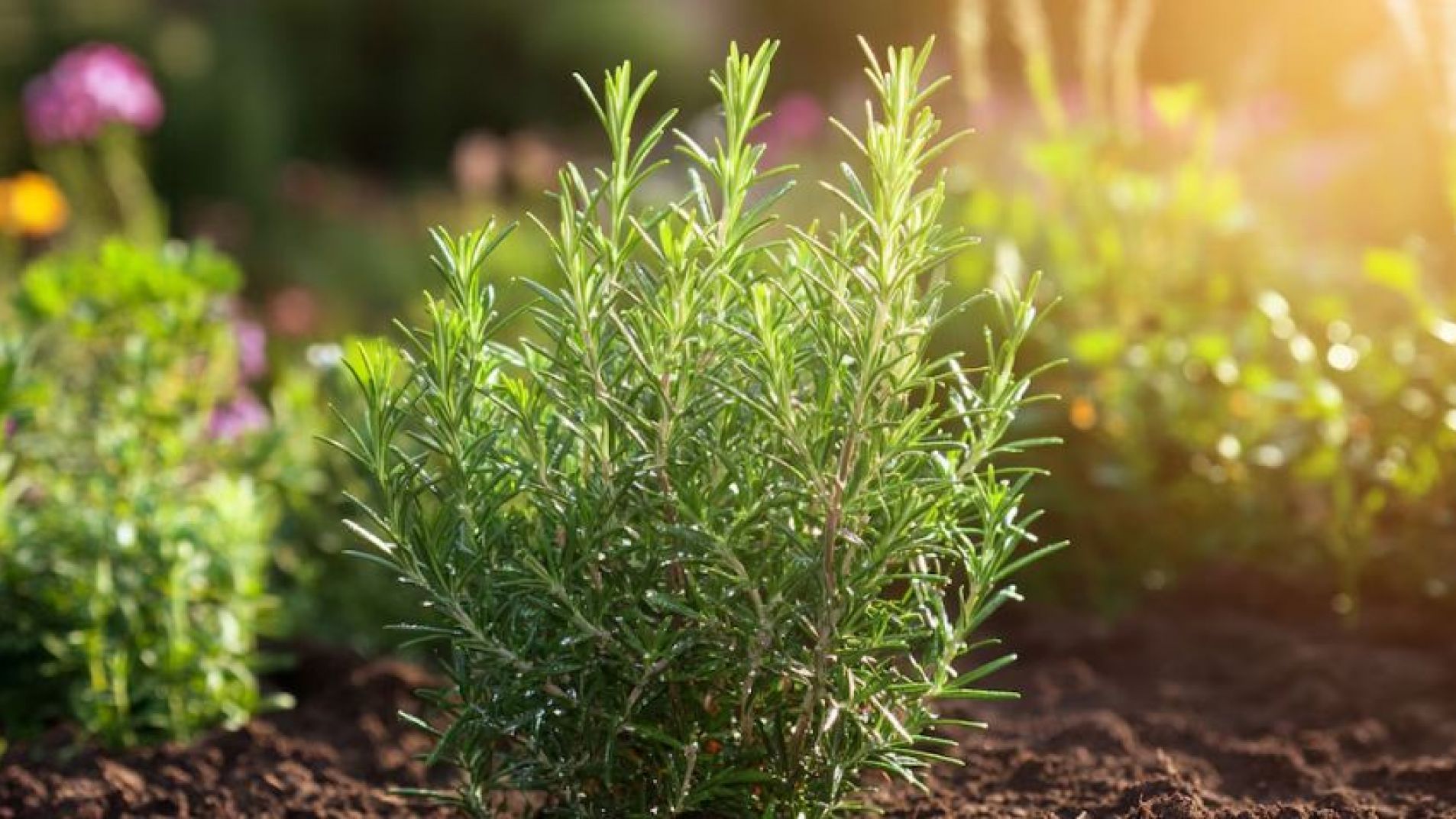 Para qué sirve hervir romero en casa y cuáles son los beneficios para el hogar