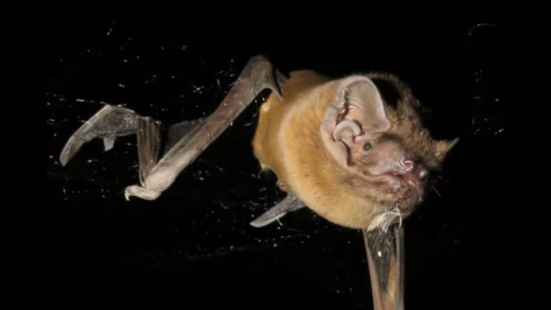 Captan el murciélago más grande de Europa cazando y comiendo aves