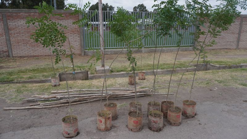 Continúa la forestación en el ingreso a la futura costanera centro