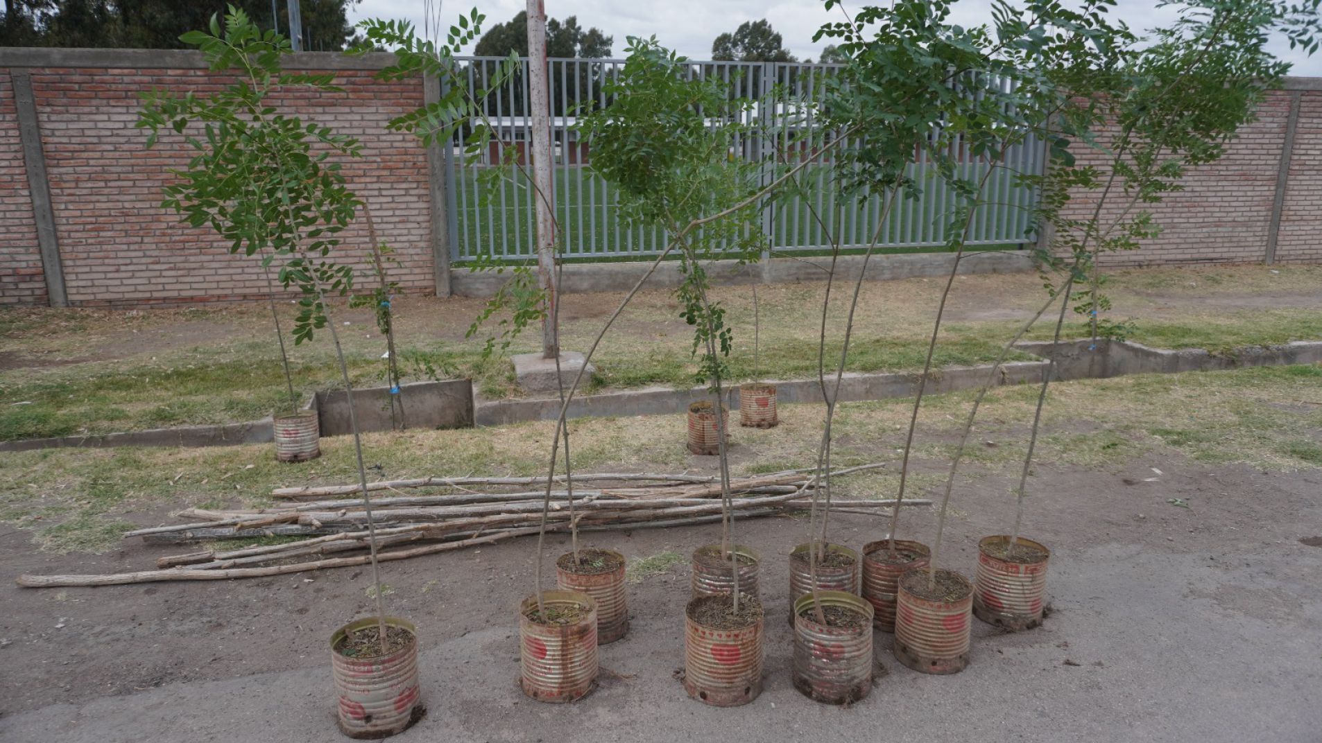 Continúa la forestación en el ingreso a la futura costanera centro