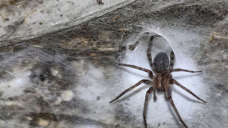 Encontraron la telaraña más grande del mundo en una cueva de azufre