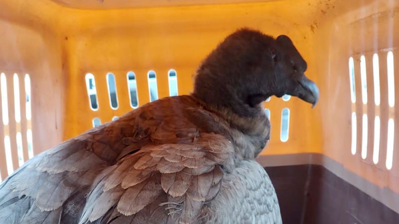 Rescataron un ejemplar juvenil de cóndor andino en Valle Grande