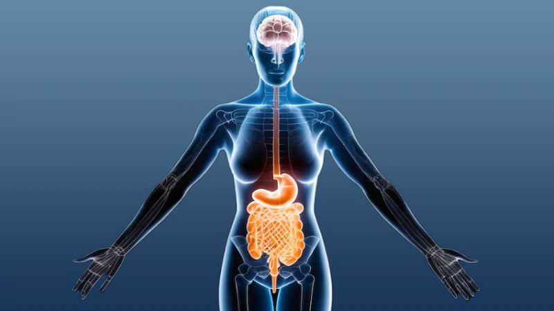 Matemáticas y ritmos sincronizados: así se comunica el intestino con el cerebro