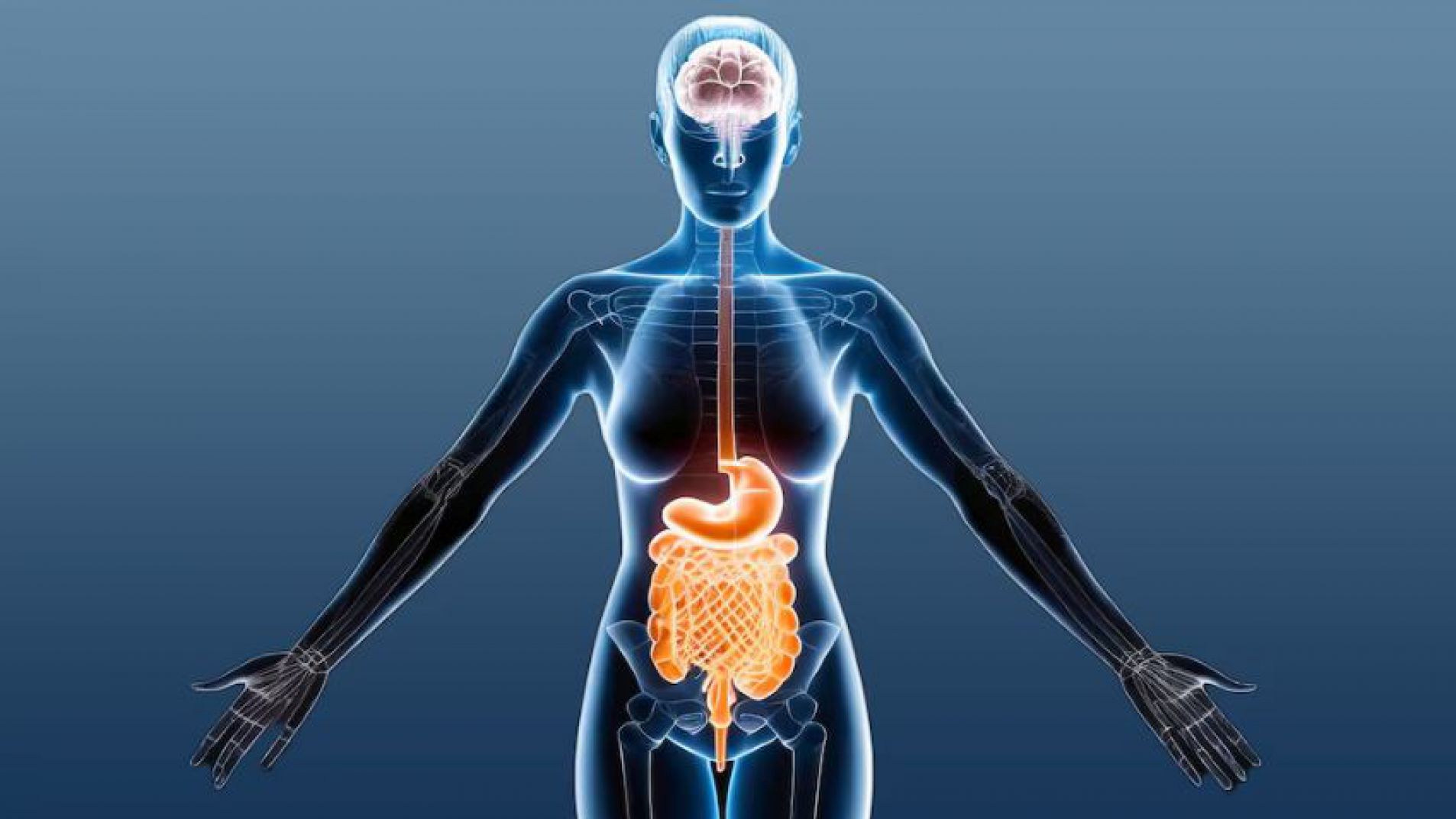 Matemáticas y ritmos sincronizados: así se comunica el intestino con el cerebro
