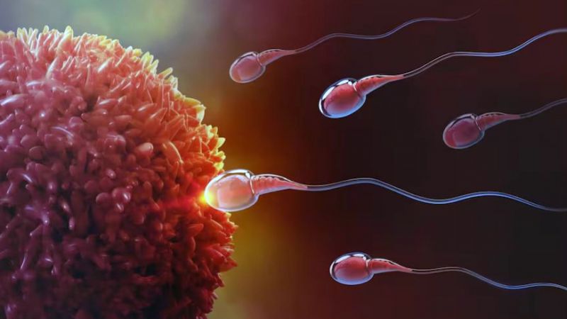 Usan IA para lograr el primer embarazo con espermatozoides "invisibles"