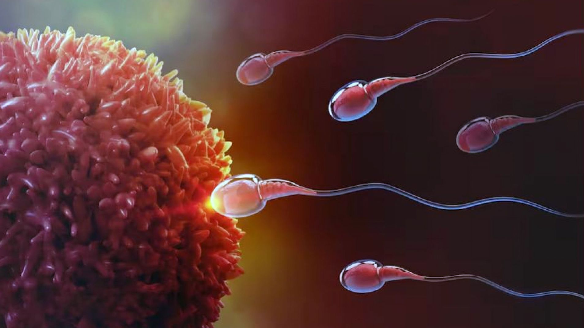 Usan IA para lograr el primer embarazo con espermatozoides "invisibles"