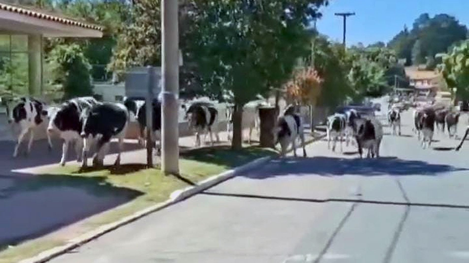 Las vacas corrieron por las calles de la localidad.
