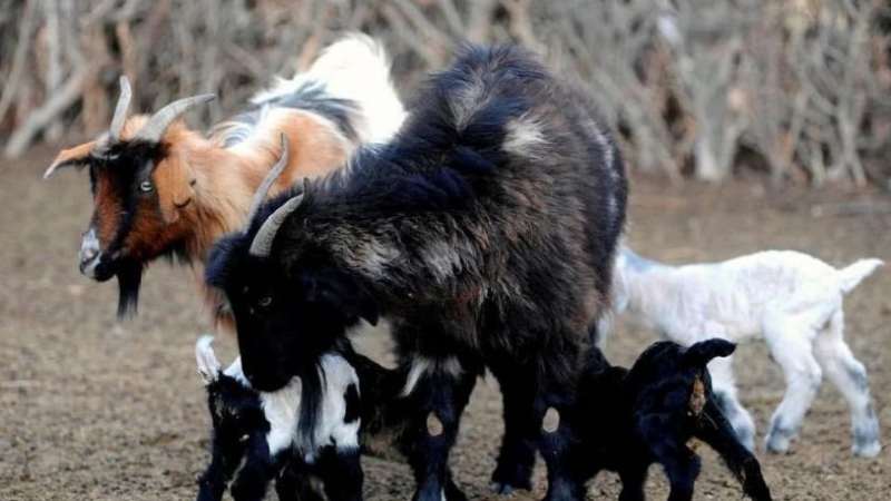 Robaron dos chivos del interior de una finca