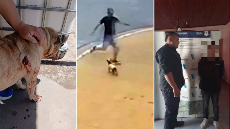 Detuvieron a dos hombres tras apuñalar y patear a perros (Video)