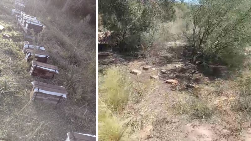 Apicultor denunció que le robaron más de 20 núcleos de abeja: mirá el video