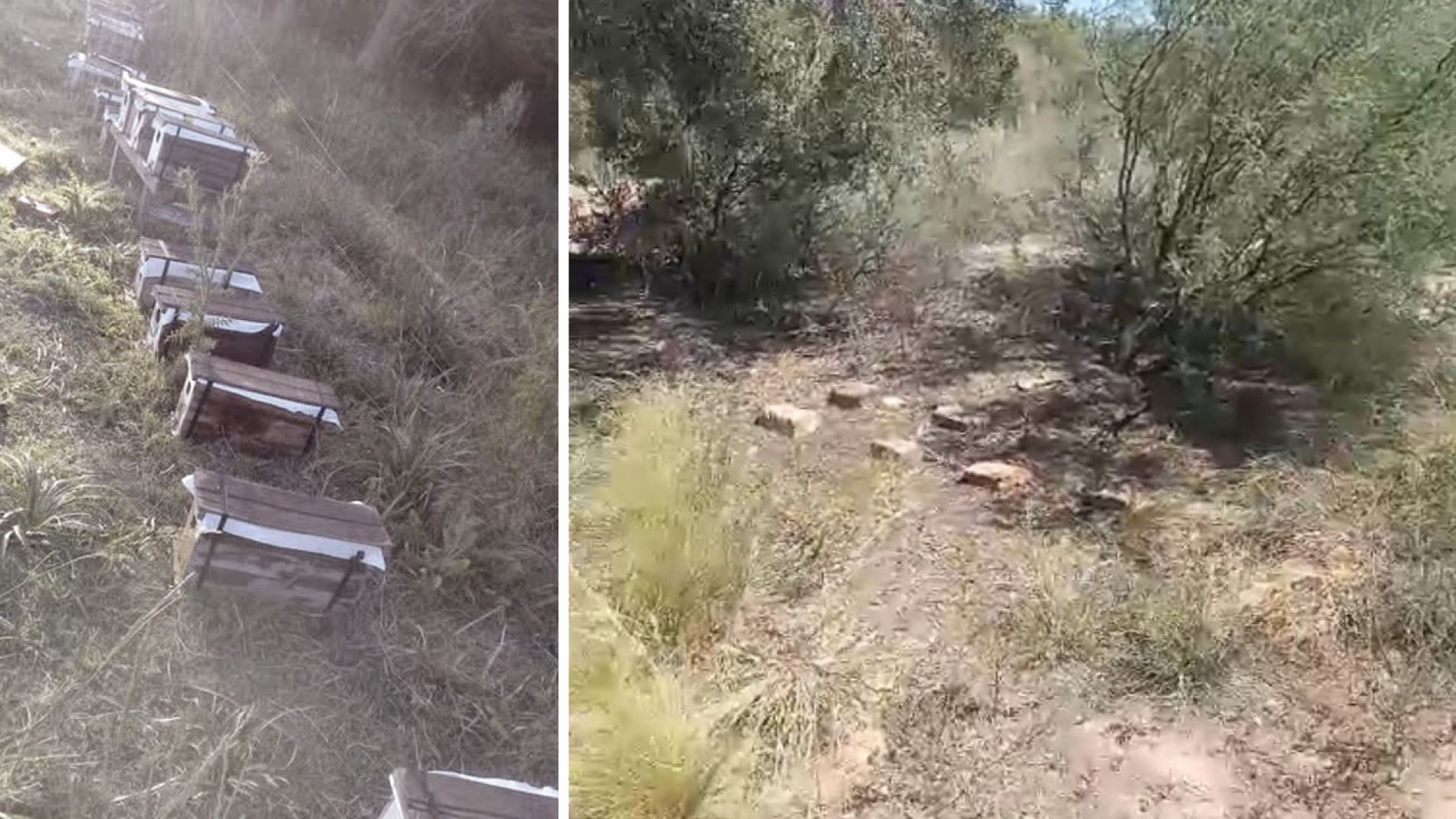 Apicultor denunció que le robaron más de 20 núcleos de abeja: mirá el video