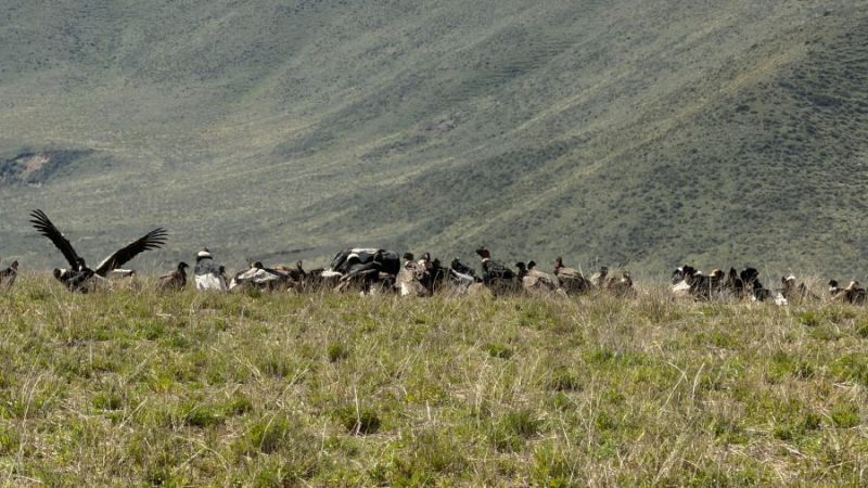 En fotos: Captaron a más de 90 cóndores juntos, batiendo un récord nacional