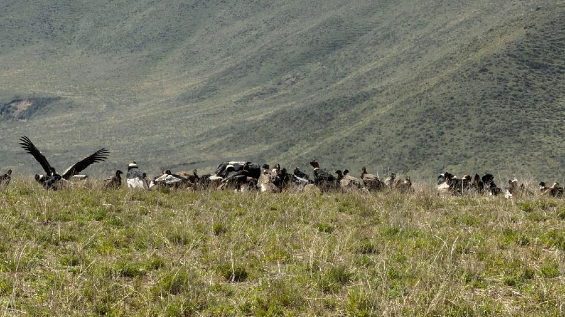 Los cóndores fueron avistados en La Carrera, en Tupungato.
