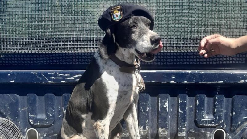 Homenajearon a "Coni", la perra policía fallecida que resolvió robos y homicidios
