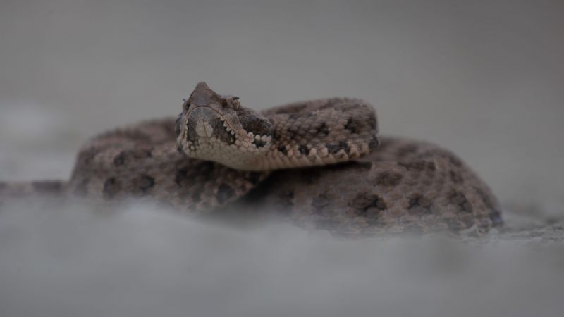 Serpientes en Mendoza: Recomendaciones como actuar ante su presencia