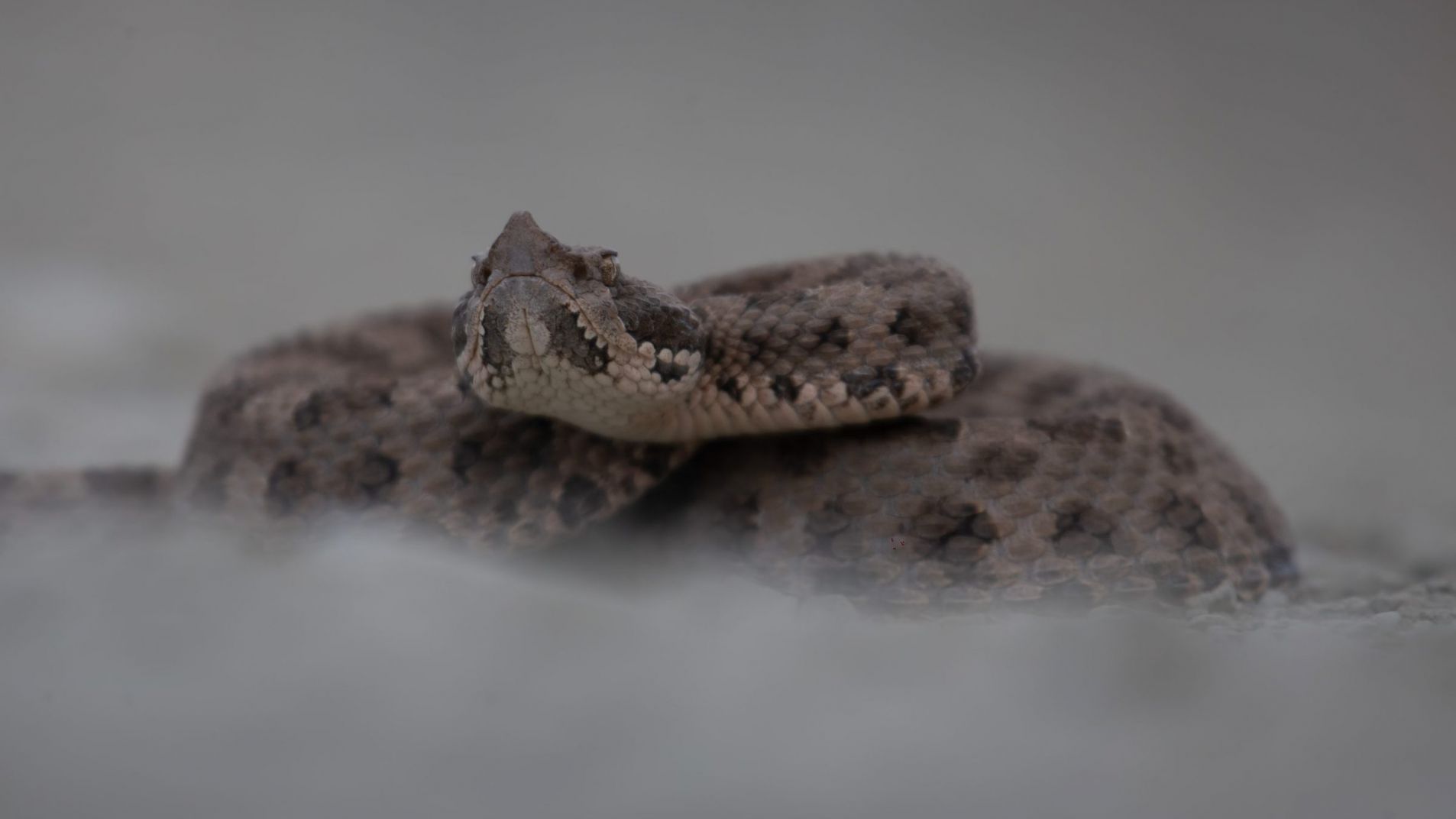 Serpientes en Mendoza: Recomendaciones como actuar ante su presencia