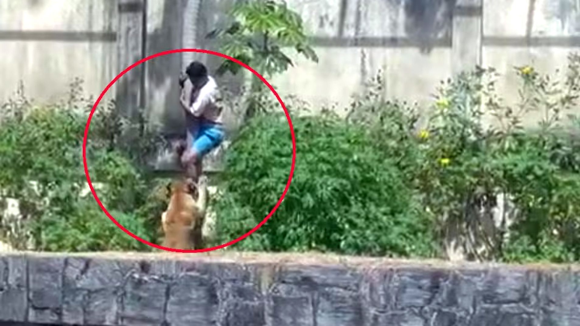 Un joven de 19 años murió atacado por una leona en un zoológico (Video)