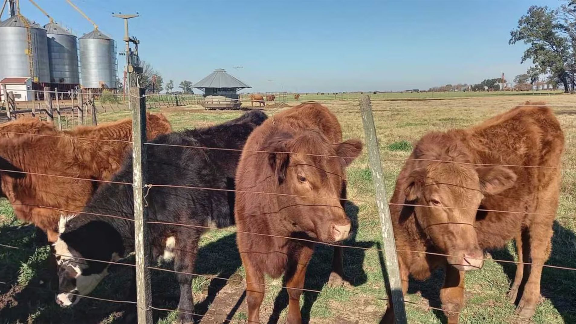 Diputada K propuso un insólito impuesto a los gases que emiten las vacas