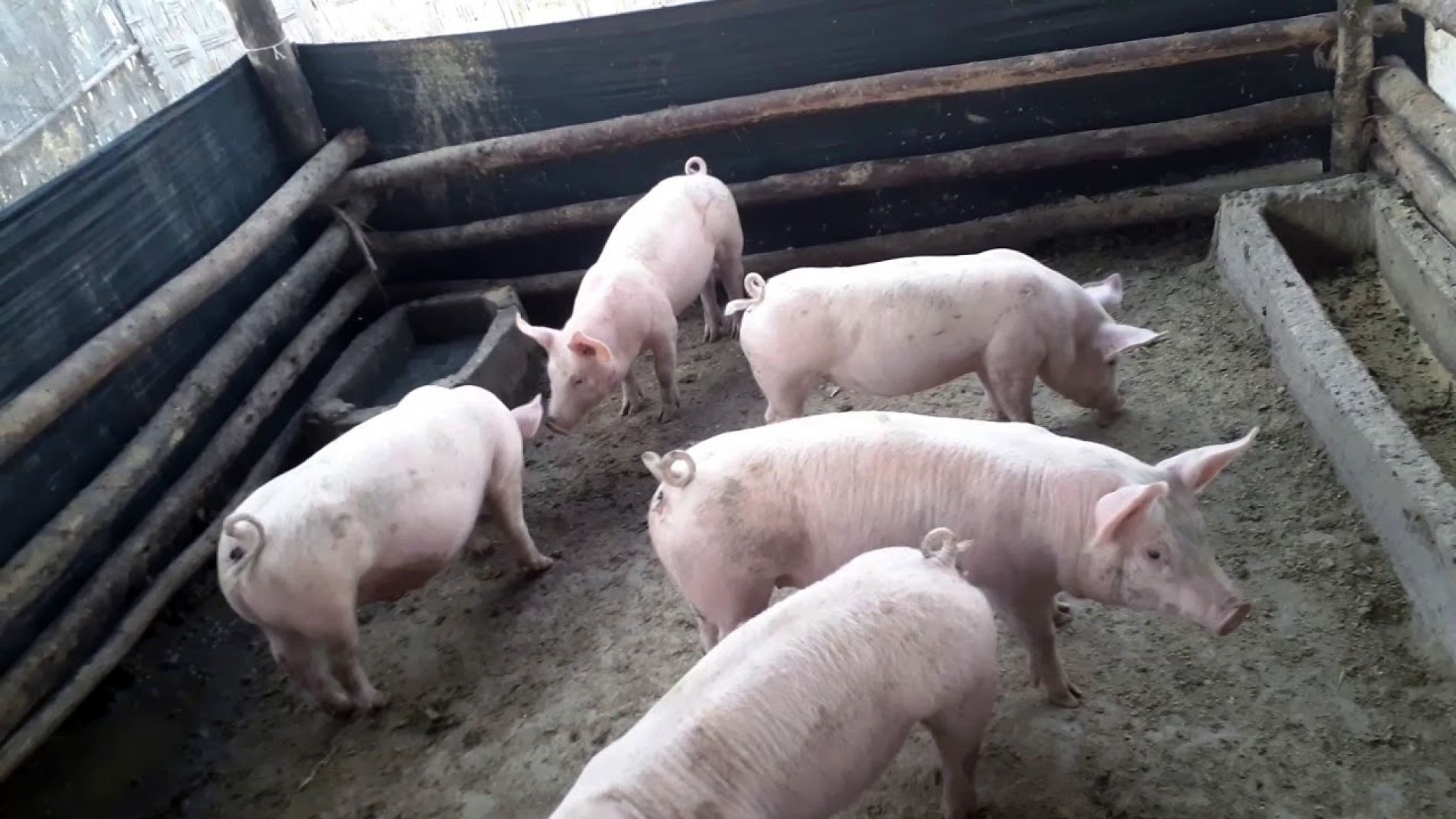 Robaron varios lechones del interior de una finca en El Tropezón