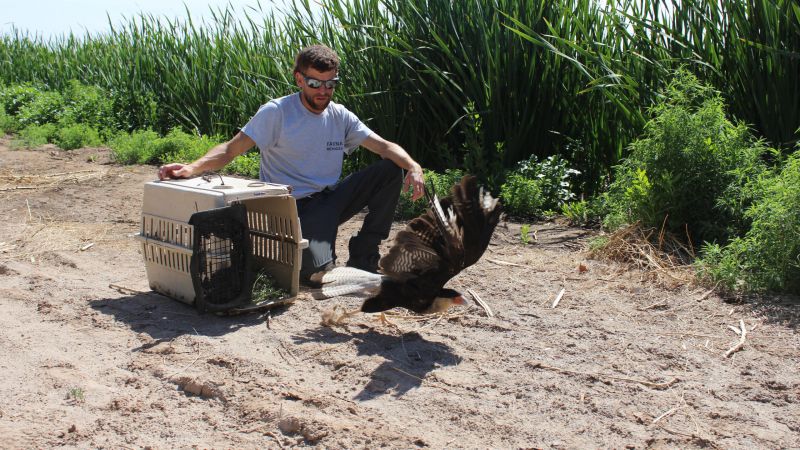 Reinsertaron aves rapaces para mantener el equilibrio ecológico