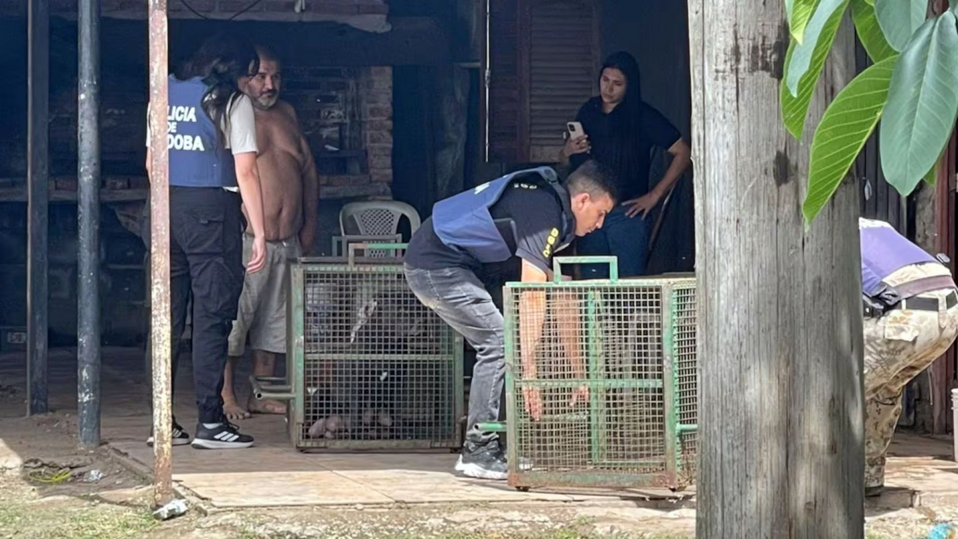 Un nene de 9 años fue atacado por tres perros pitbull y está grave