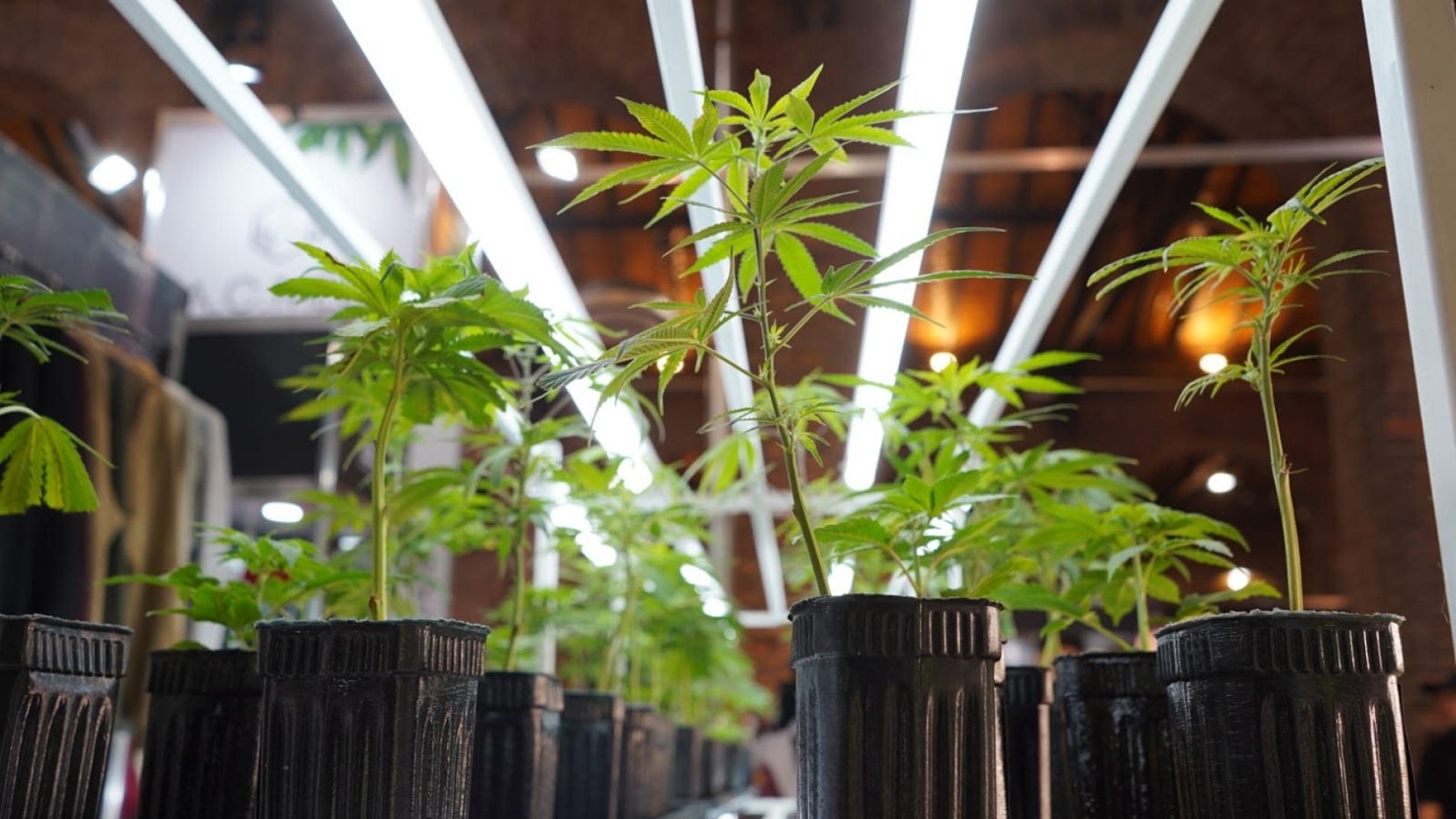 Mendoza ordena y fortalece el desarrollo del cannabis medicinal