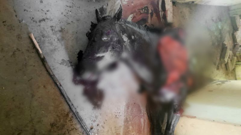 Se llevó a cabo la audiencia por el caso del caballo descuartizado de Villa Atuel